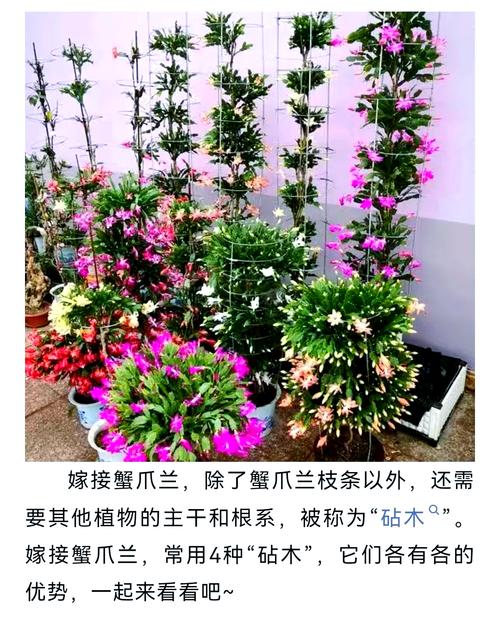 蟹爪兰什么时候嫁接好?蟹爪兰什么时候嫁接好活?-第3张图片-优品飞百科 蟹爪兰什么时候嫁接好?蟹爪兰什么时候嫁接好活?-第3张图片-优品飞百科