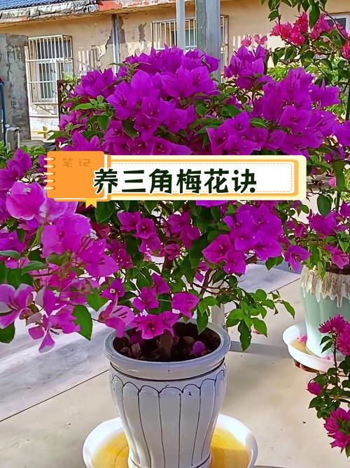 怎样养好三角梅，怎样养好三角梅老桩？-第1张图片-优品飞百科