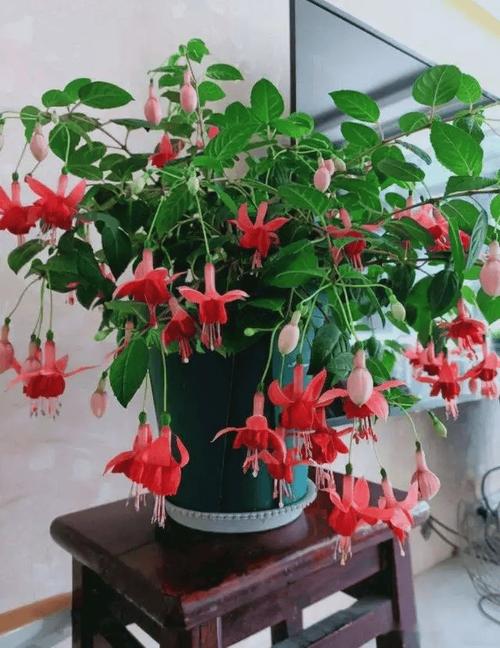 倒挂金钩怎么养？倒挂金钩怎样养护？-第1张图片-优品飞百科