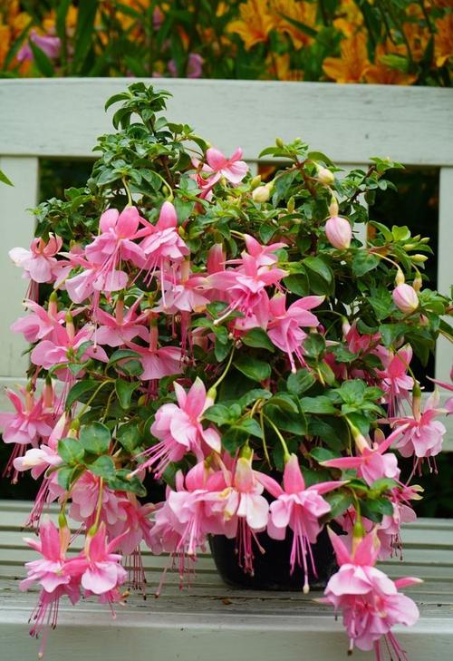 倒挂金钩怎么养？倒挂金钩怎样养护？-第2张图片-优品飞百科