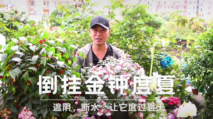 倒挂金钩怎么养？倒挂金钩怎样养护？-第3张图片-优品飞百科