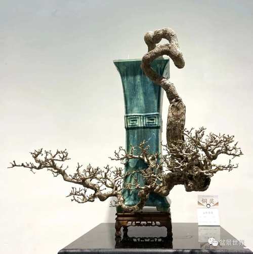 倒挂金钩怎么养？倒挂金钩怎样养护？-第5张图片-优品飞百科