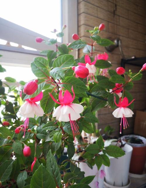 倒挂金钩怎么养？倒挂金钩怎样养护？-第4张图片-优品飞百科