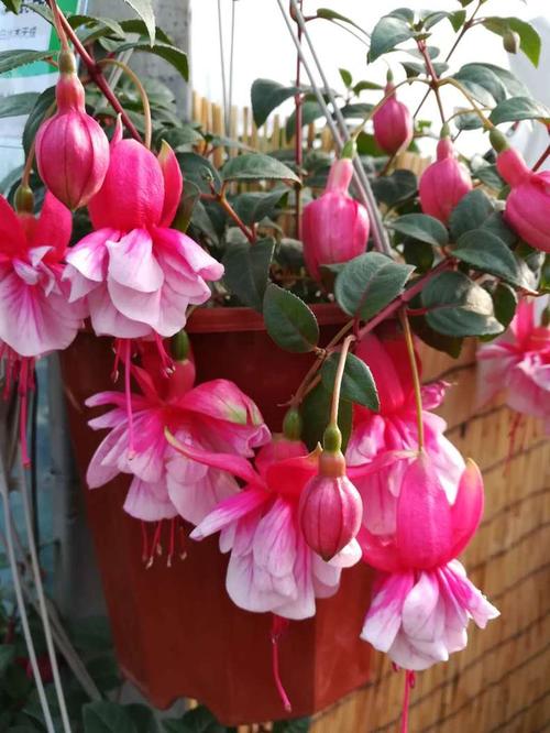 倒挂金钩怎么养？倒挂金钩怎样养护？-第6张图片-优品飞百科