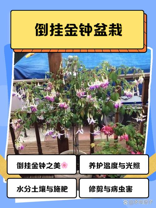 倒挂金钩怎么养？倒挂金钩怎样养护？-第7张图片-优品飞百科