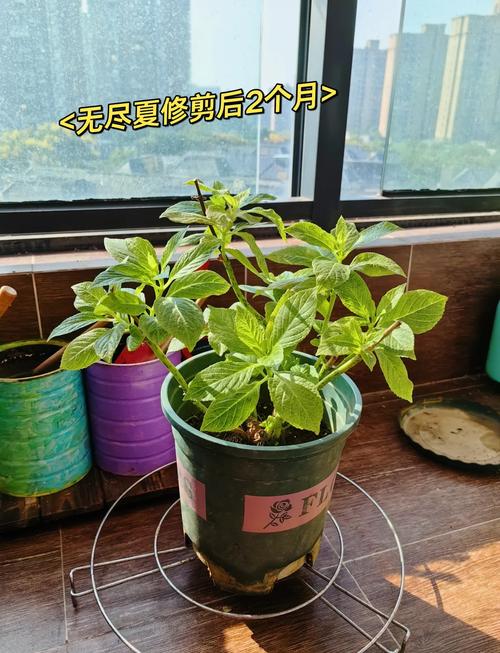 剪夏罗怎么养，剪夏罗图片？-第2张图片-优品飞百科