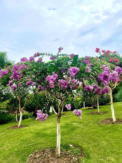 剪夏罗怎么养，剪夏罗图片？