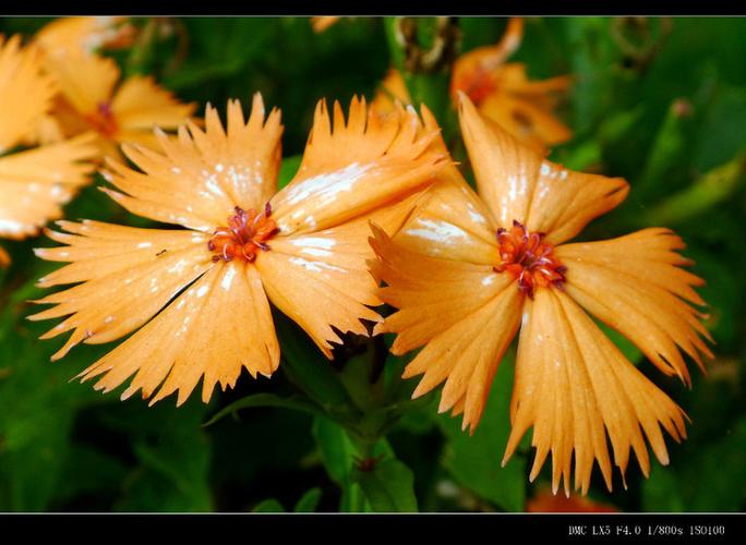 剪夏罗怎么养，剪夏罗图片？-第3张图片-优品飞百科