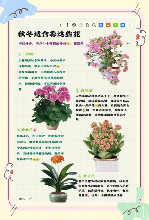 剪夏罗怎么养，剪夏罗图片？-第4张图片-优品飞百科