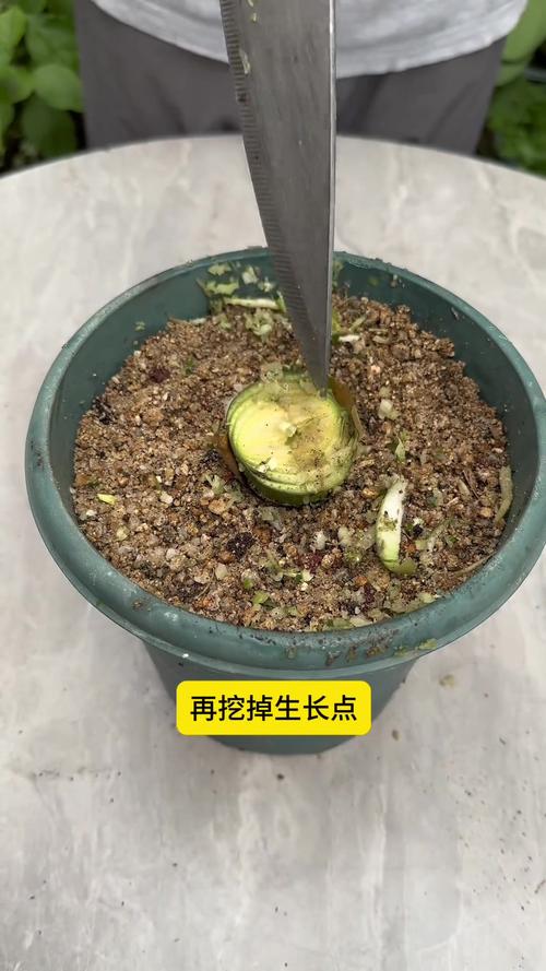 短叶君子兰如何繁殖？短叶君子兰图片大全？-第2张图片-优品飞百科