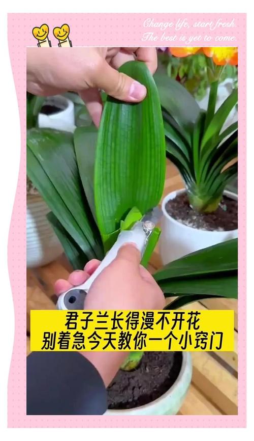 短叶君子兰如何繁殖？短叶君子兰图片大全？-第3张图片-优品飞百科