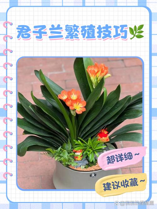 短叶君子兰如何繁殖？短叶君子兰图片大全？-第4张图片-优品飞百科