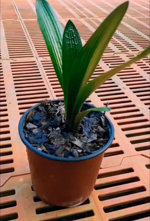 短叶君子兰如何繁殖？短叶君子兰图片大全？-第7张图片-优品飞百科