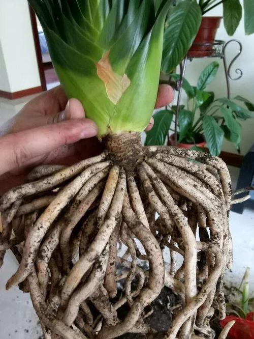 短叶君子兰如何繁殖？短叶君子兰图片大全？-第8张图片-优品飞百科