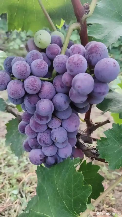 南方葡萄什么时候种植比较好，南方葡萄什么时候种植合适