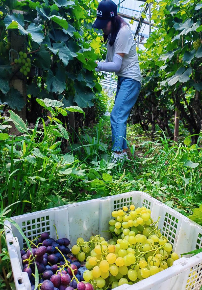 南方葡萄什么时候种植比较好,南方葡萄什么时候种植合适-第2张图片-优品飞百科 南方葡萄什么时候种植比较好,南方葡萄什么时候种植合适-第2张图片-优品飞百科