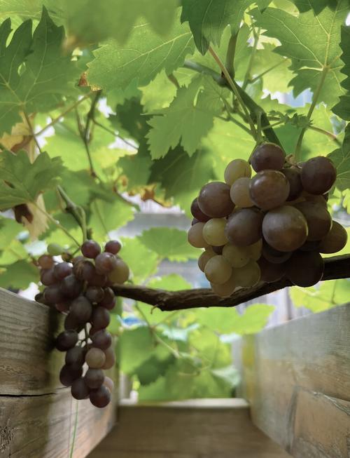 南方葡萄什么时候种植比较好,南方葡萄什么时候种植合适-第3张图片-优品飞百科 南方葡萄什么时候种植比较好,南方葡萄什么时候种植合适-第3张图片-优品飞百科