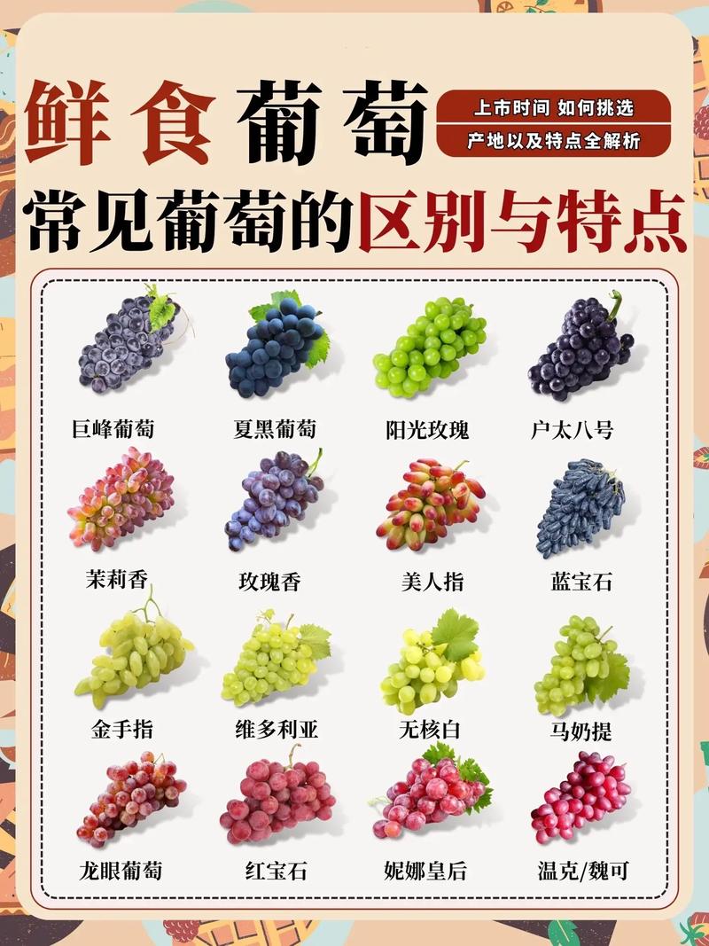 南方葡萄什么时候种植比较好,南方葡萄什么时候种植合适-第4张图片-优品飞百科 南方葡萄什么时候种植比较好,南方葡萄什么时候种植合适-第4张图片-优品飞百科