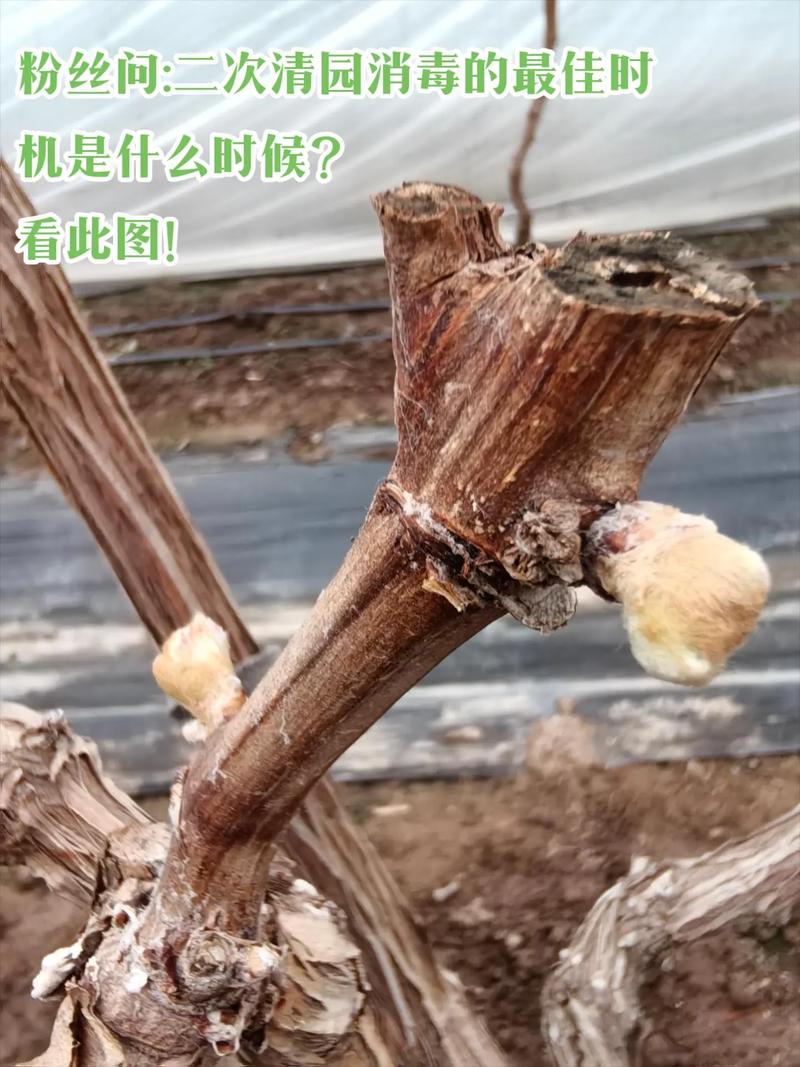 南方葡萄什么时候种植比较好,南方葡萄什么时候种植合适-第5张图片-优品飞百科 南方葡萄什么时候种植比较好,南方葡萄什么时候种植合适-第5张图片-优品飞百科