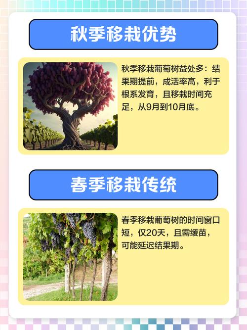 南方葡萄什么时候种植比较好,南方葡萄什么时候种植合适-第6张图片-优品飞百科 南方葡萄什么时候种植比较好,南方葡萄什么时候种植合适-第6张图片-优品飞百科
