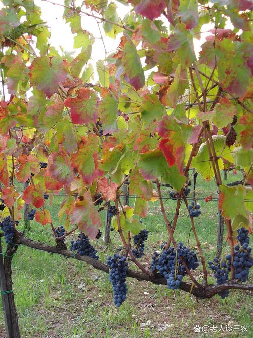 南方葡萄什么时候种植比较好,南方葡萄什么时候种植合适-第7张图片-优品飞百科 南方葡萄什么时候种植比较好,南方葡萄什么时候种植合适-第7张图片-优品飞百科