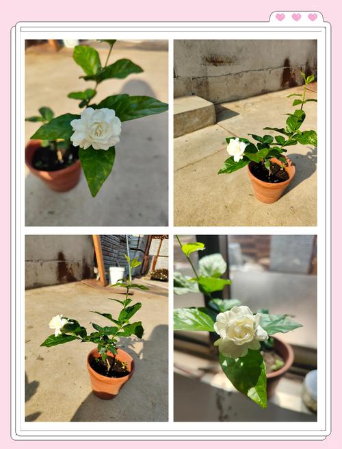 虎头茉莉怎么浇水，虎头茉莉用什么肥料