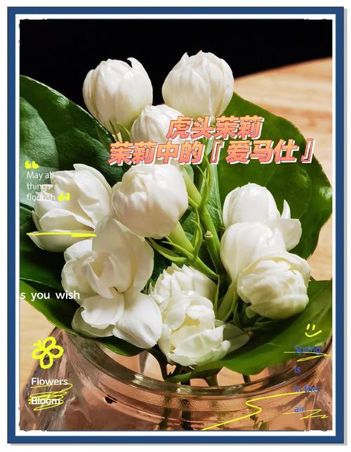 虎头茉莉怎么浇水，虎头茉莉用什么肥料-第2张图片-优品飞百科