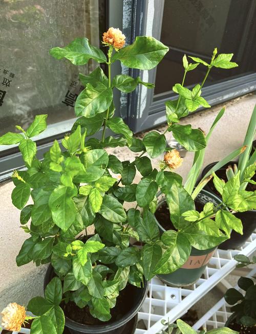 虎头茉莉怎么浇水，虎头茉莉用什么肥料-第3张图片-优品飞百科