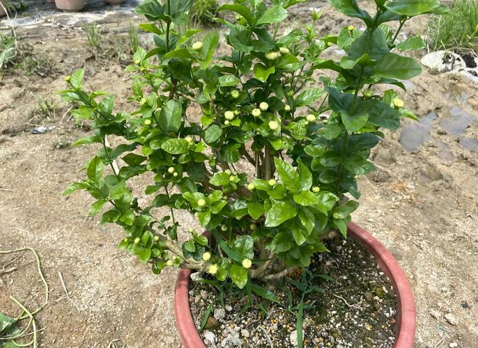 虎头茉莉怎么浇水，虎头茉莉用什么肥料-第4张图片-优品飞百科