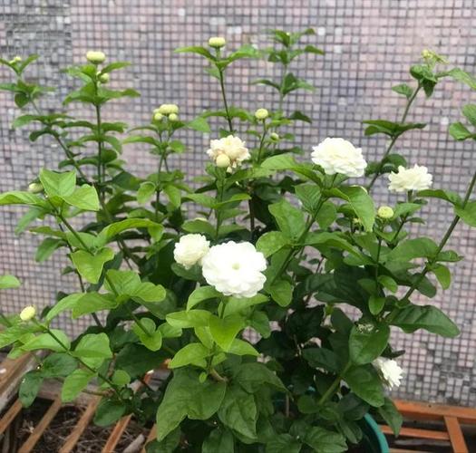 虎头茉莉怎么浇水，虎头茉莉用什么肥料-第5张图片-优品飞百科