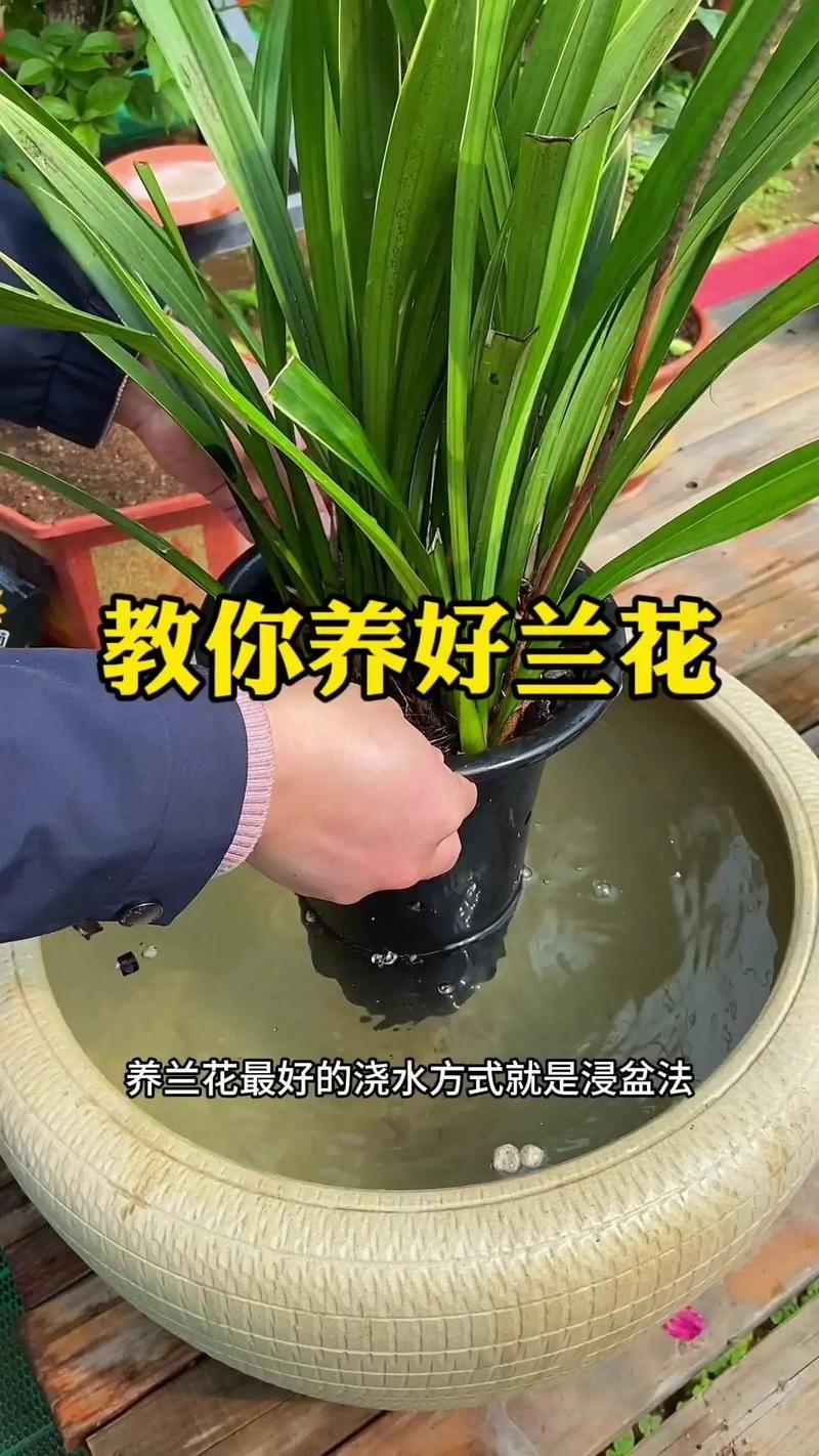 兰花怎么养才能旺盛,兰花怎么养才能旺盛容易开花?-第2张图片-优品飞百科 兰花怎么养才能旺盛,兰花怎么养才能旺盛容易开花?-第2张图片-优品飞百科