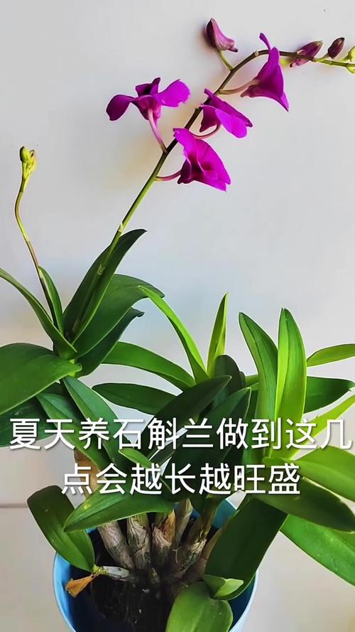 兰花怎么养才能旺盛,兰花怎么养才能旺盛容易开花?-第3张图片-优品飞百科 兰花怎么养才能旺盛,兰花怎么养才能旺盛容易开花?-第3张图片-优品飞百科