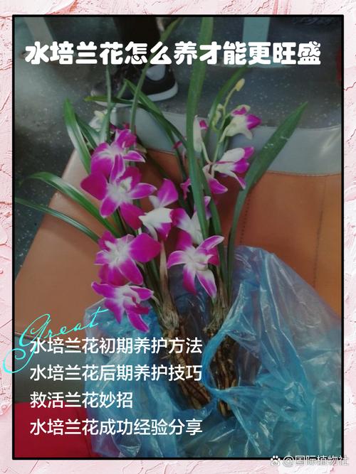 兰花怎么养才能旺盛,兰花怎么养才能旺盛容易开花?-第5张图片-优品飞百科 兰花怎么养才能旺盛,兰花怎么养才能旺盛容易开花?-第5张图片-优品飞百科