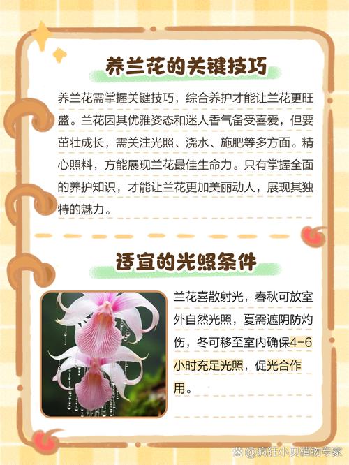 兰花怎么养才能旺盛,兰花怎么养才能旺盛容易开花?-第6张图片-优品飞百科 兰花怎么养才能旺盛,兰花怎么养才能旺盛容易开花?-第6张图片-优品飞百科