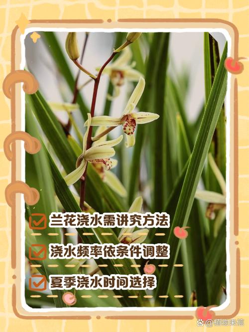 兰花怎么养才能旺盛,兰花怎么养才能旺盛容易开花?-第7张图片-优品飞百科 兰花怎么养才能旺盛,兰花怎么养才能旺盛容易开花?-第7张图片-优品飞百科