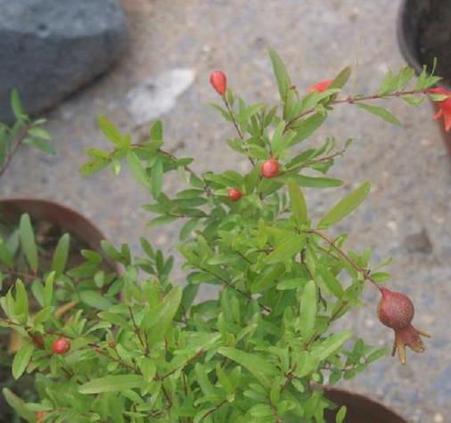 月季石榴怎么修剪？月季石榴怎么修剪视频？-第1张图片-优品飞百科