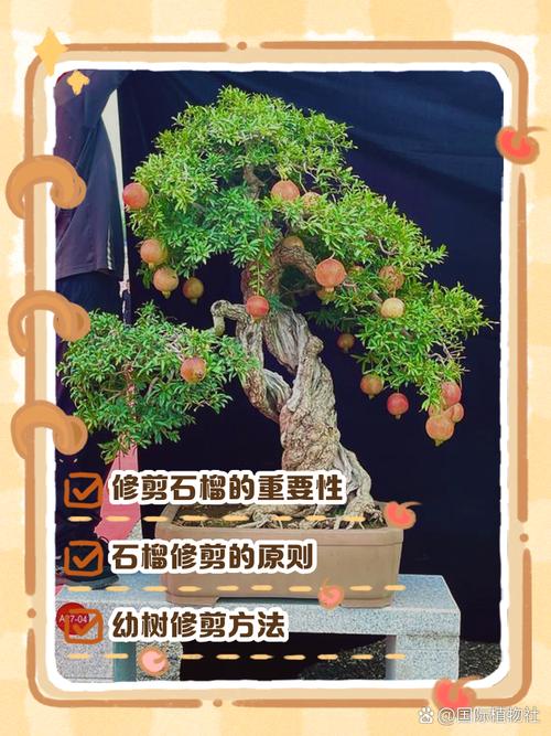 月季石榴怎么修剪？月季石榴怎么修剪视频？-第2张图片-优品飞百科