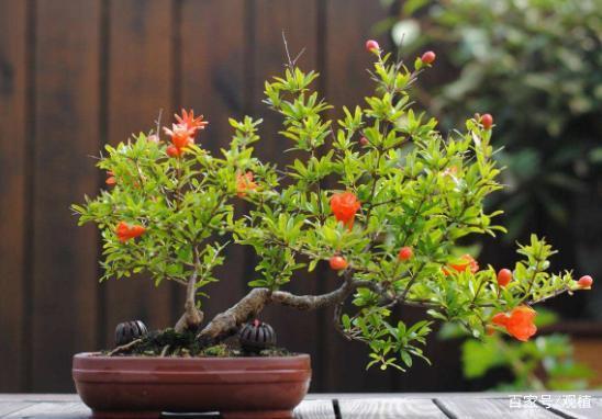月季石榴怎么修剪？月季石榴怎么修剪视频？-第3张图片-优品飞百科