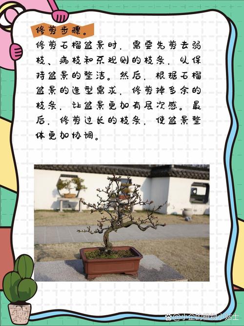 月季石榴怎么修剪？月季石榴怎么修剪视频？-第4张图片-优品飞百科