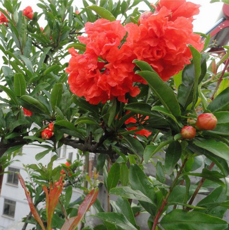 月季石榴怎么修剪？月季石榴怎么修剪视频？-第5张图片-优品飞百科