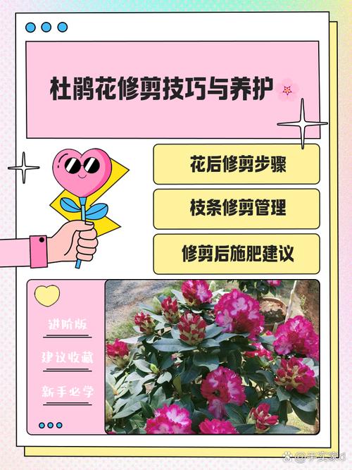西洋鹃开花前后怎么办，西洋鹃叶子发黄发黑掉落？