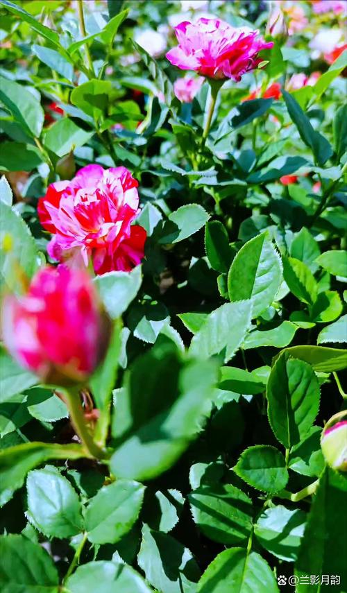 西洋鹃开花前后怎么办，西洋鹃叶子发黄发黑掉落？-第2张图片-优品飞百科