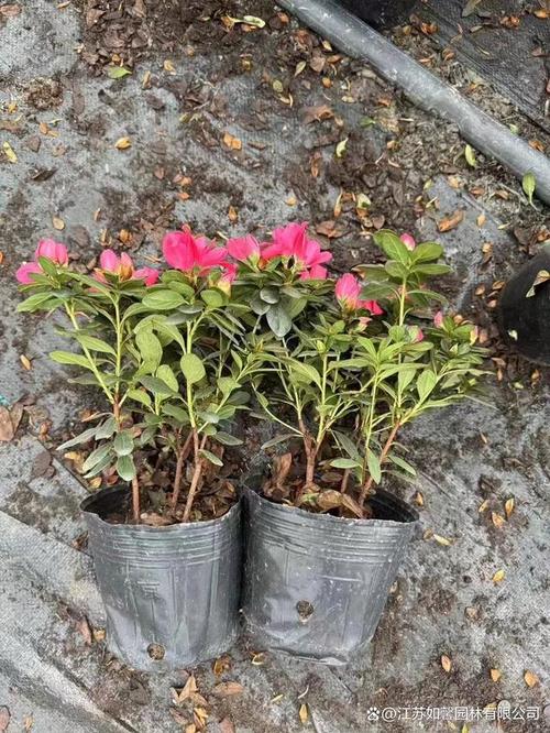 西洋鹃开花前后怎么办，西洋鹃叶子发黄发黑掉落？-第3张图片-优品飞百科