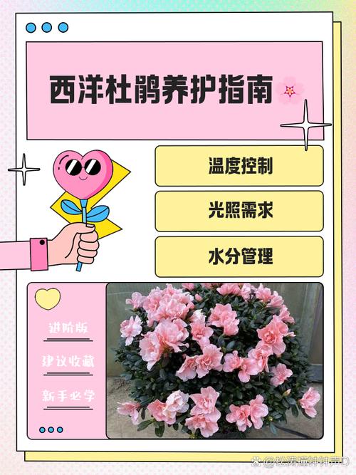西洋鹃开花前后怎么办，西洋鹃叶子发黄发黑掉落？-第4张图片-优品飞百科