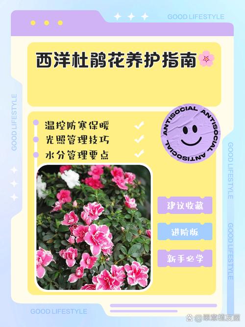 西洋鹃开花前后怎么办，西洋鹃叶子发黄发黑掉落？-第5张图片-优品飞百科