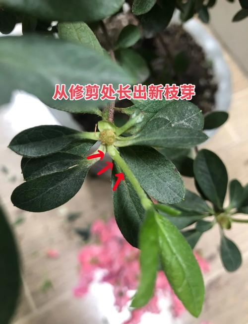 西洋鹃开花前后怎么办，西洋鹃叶子发黄发黑掉落？-第6张图片-优品飞百科