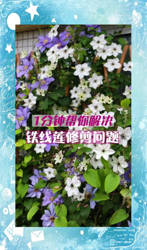 魔法喷泉铁线莲怎么剪，安防工程建设应遵循哪些原则？