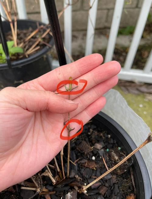 魔法喷泉铁线莲怎么剪，安防工程建设应遵循哪些原则？-第3张图片-优品飞百科