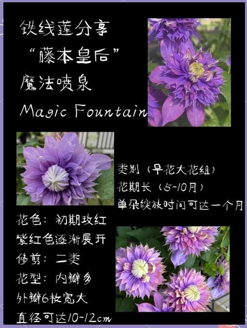 魔法喷泉铁线莲怎么剪，安防工程建设应遵循哪些原则？-第5张图片-优品飞百科