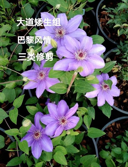 魔法喷泉铁线莲怎么剪，安防工程建设应遵循哪些原则？-第6张图片-优品飞百科